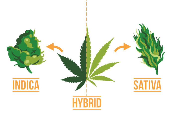 Types of Marijuana